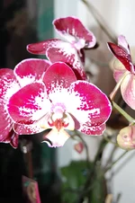 DSC_4260.webp