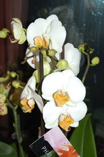 DSC_4276.JPG