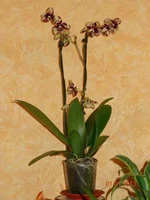 DSC00465.webp