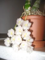 IMG_1471.webp