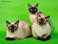 _DSC0024ps.webp