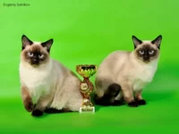 _DSC0033ps.webp