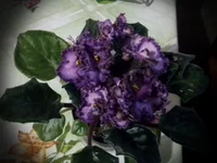 IMG_20130113_161911.webp
