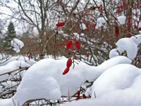 0896.webp