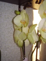P1140180.webp