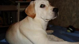YnT6IfVa6FY.webp