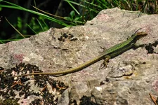 lizard.webp