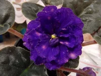SAM_6331_thumb.webp
