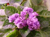 Cupid's Jewel.webp