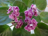 Millenium 2000.webp