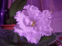 .webp