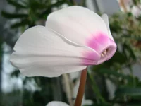 DSC03461.webp