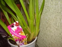 P1180202.webp