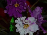 P1020909.webp