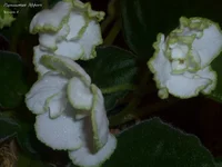 P1020901.webp