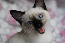 0_6ab8e_c5dd7656_XL.webp