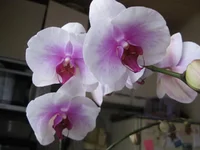 IMG_3277_1.webp