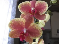 IMG_3283_1.webp