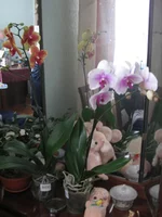 IMG_3270_1.webp