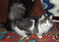 SAM_0013.webp