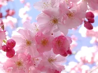 19765803_spring.webp
