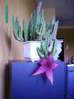 Rotation of PICT2295-к цв.webp