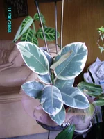 Rotation of PICT2281-фикус.webp