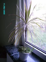 Rotation of PICT2276-драцена.webp