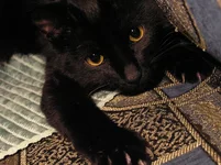 P4120115_resize.webp