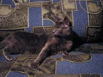 P4120120_resize.webp