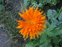 IMG_2440.webp