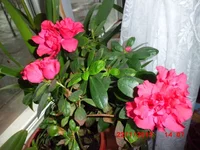 CIMG0598.webp