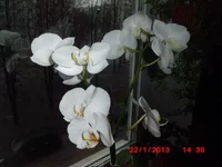 .webp