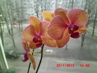 .webp