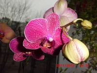 .webp