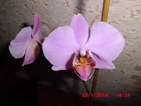 .webp