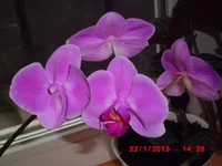 .webp