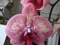 Wild Peach_1.jpg