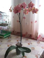 Wild Peach_3_1.webp