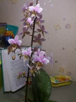 DSC_0224.webp