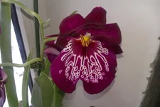 IMAG0066.webp