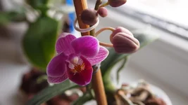 P1262052.webp