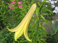 Golden Splendor 1.webp