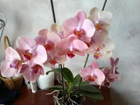 21072012511.jpg