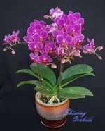 13032664930.webp