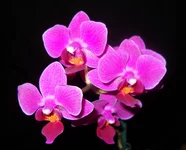 Dtps. Sogo Yenlin 'Coffee' (2).jpg