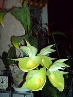 DSC04415_1.jpg