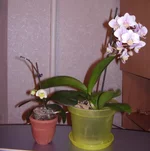 .webp