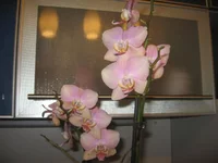 IMG_1523.jpg