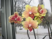 IMG_1545.webp